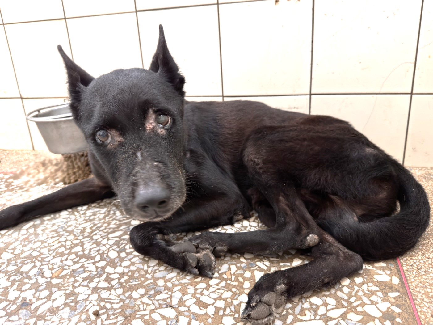 高雄市待認養狗 混種犬
