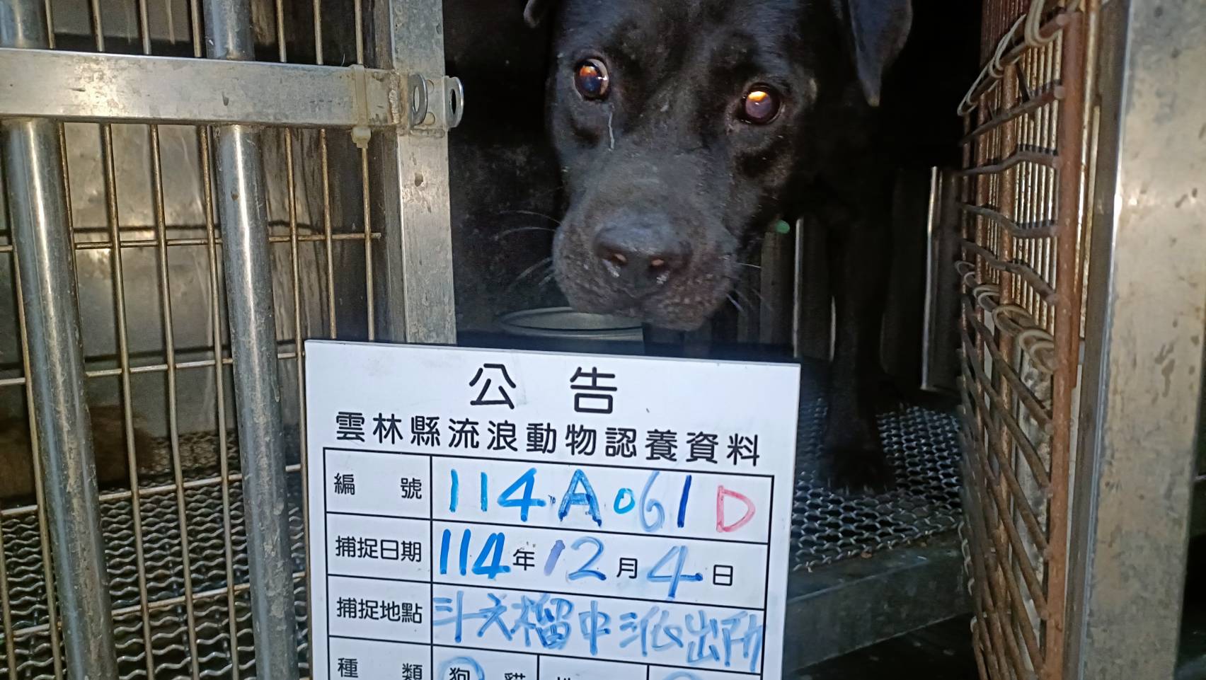 雲林縣已領養狗 比特犬