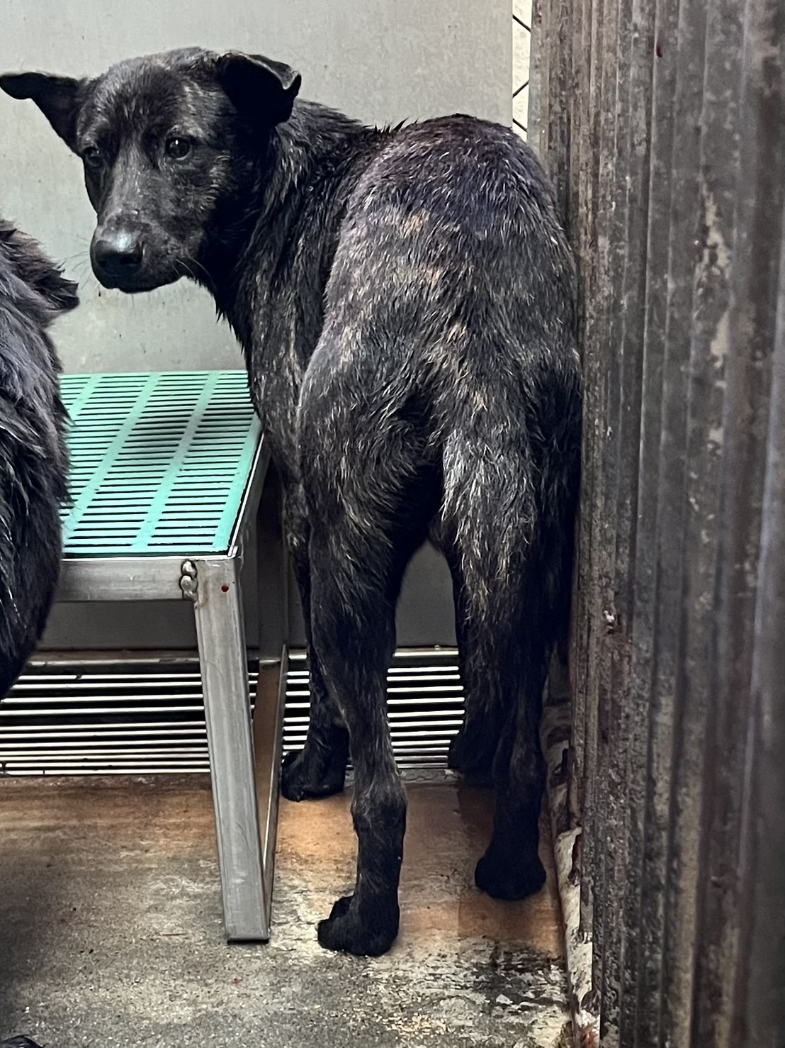 彰化縣已領養狗 混種犬