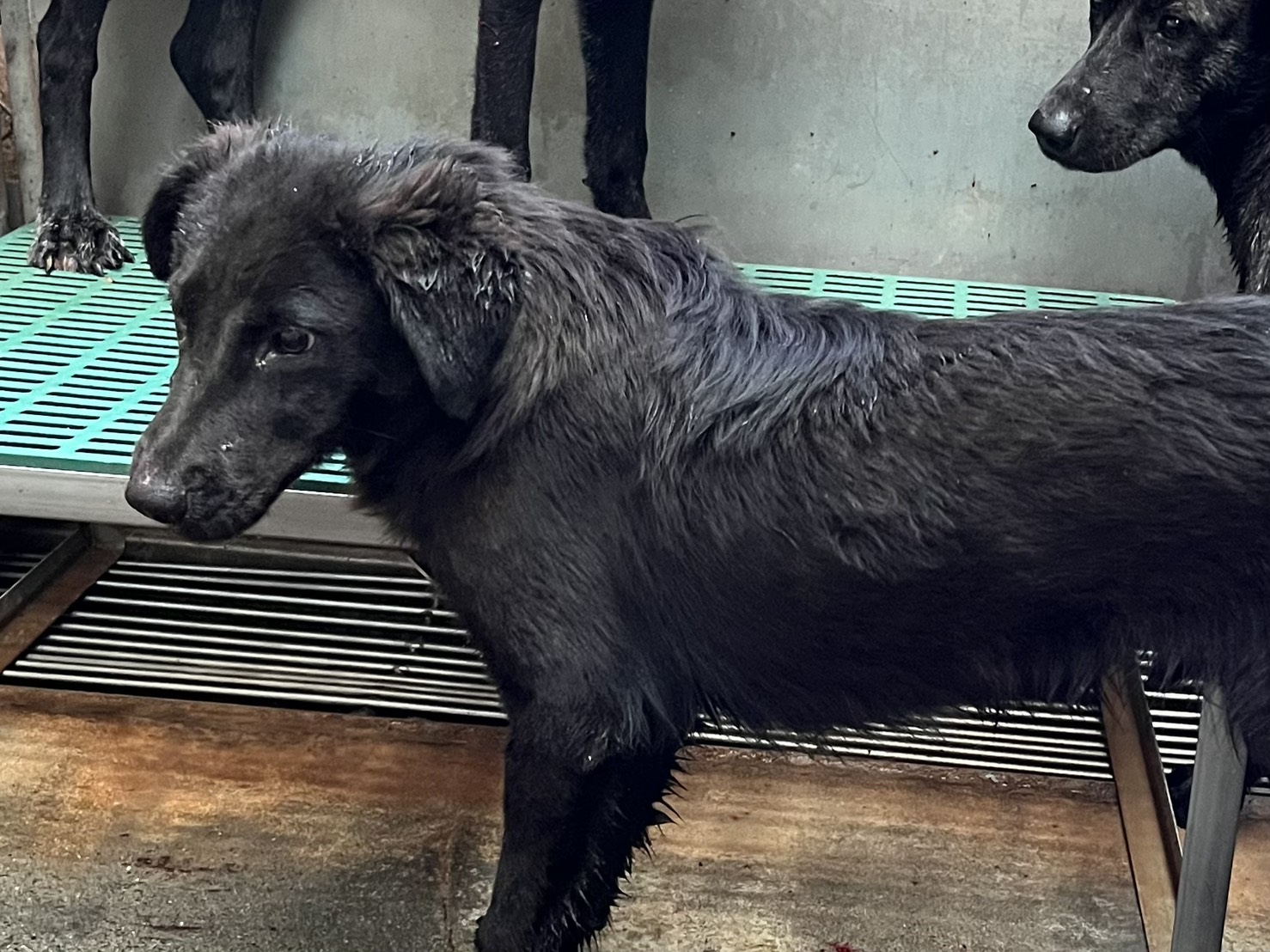 彰化縣已領養狗 混種犬