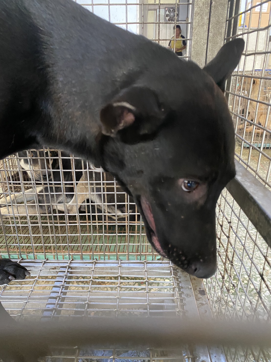台南市已領養狗 混種犬
