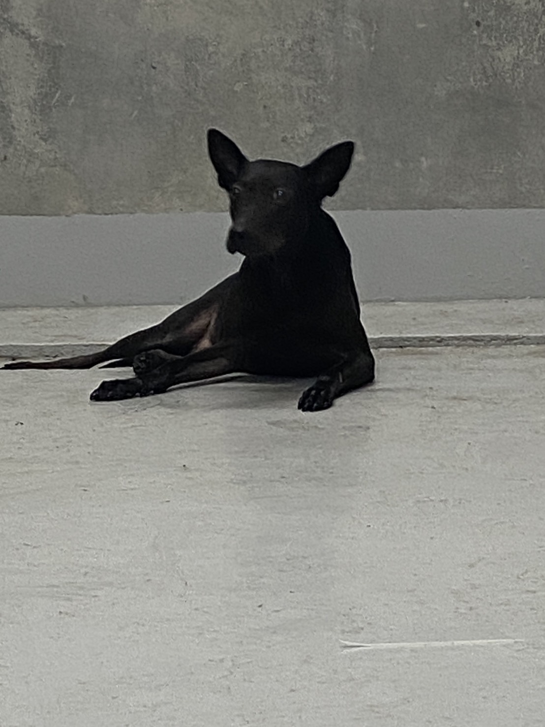 基隆市待認養狗 混種犬