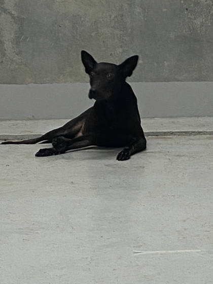 基隆市待認養狗｜混種犬｜黑色｜公