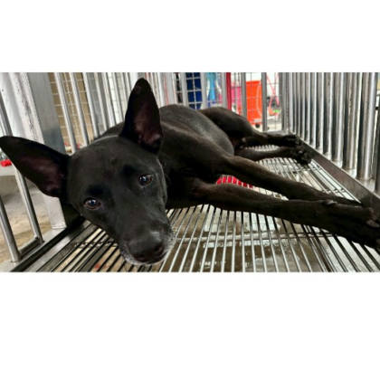 花蓮縣待認養狗｜混種犬｜黑色｜公
