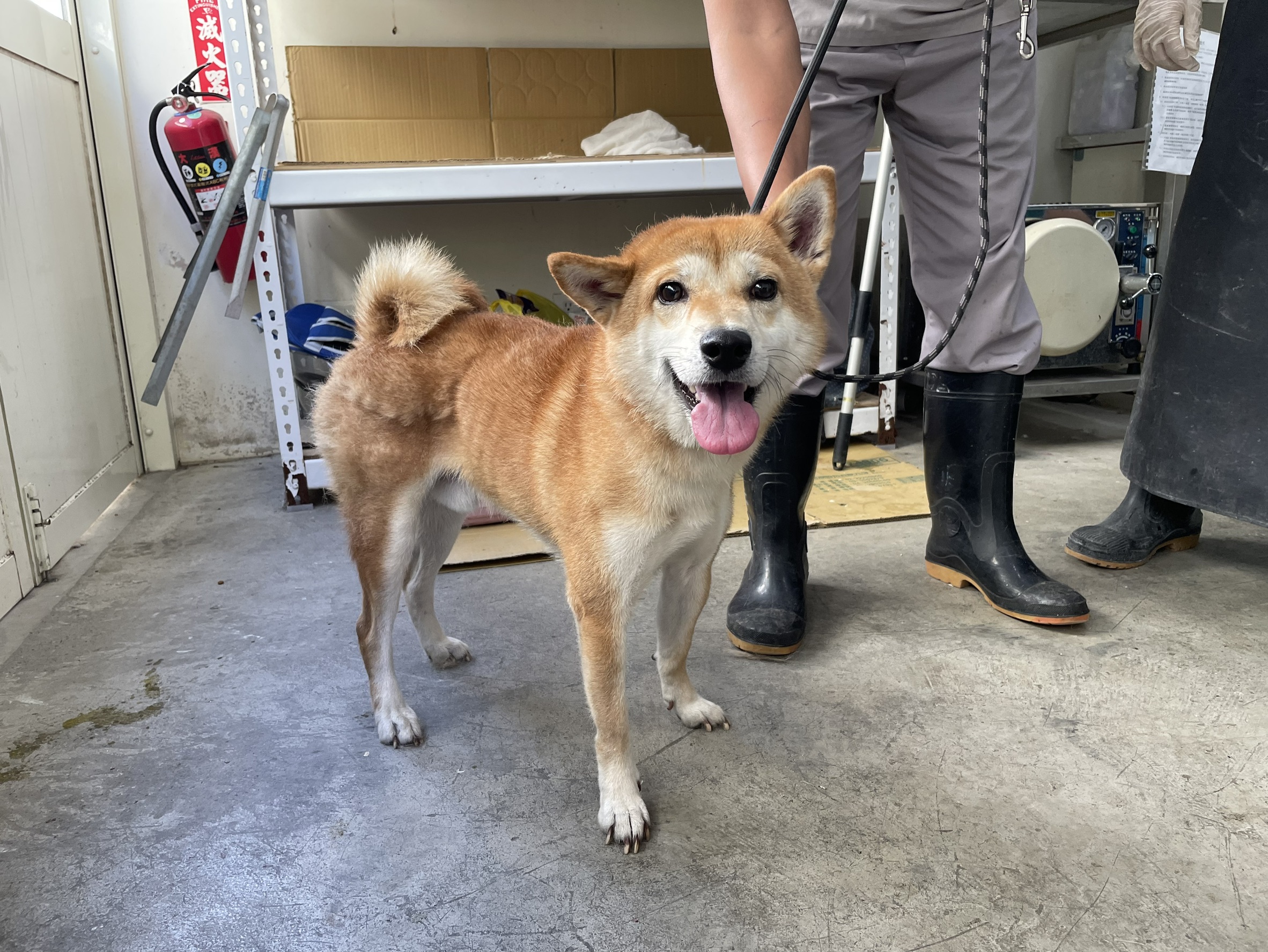 台北市待認養狗 柴犬