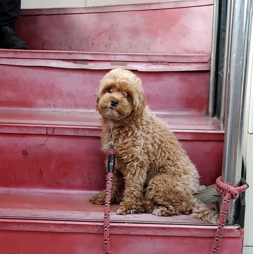 新北市待認養狗 貴賓犬