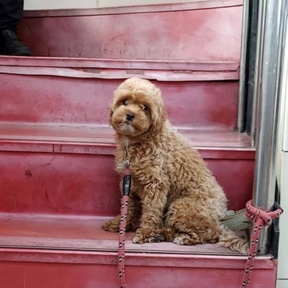 新北市待認養狗｜貴賓犬｜咖啡色｜母