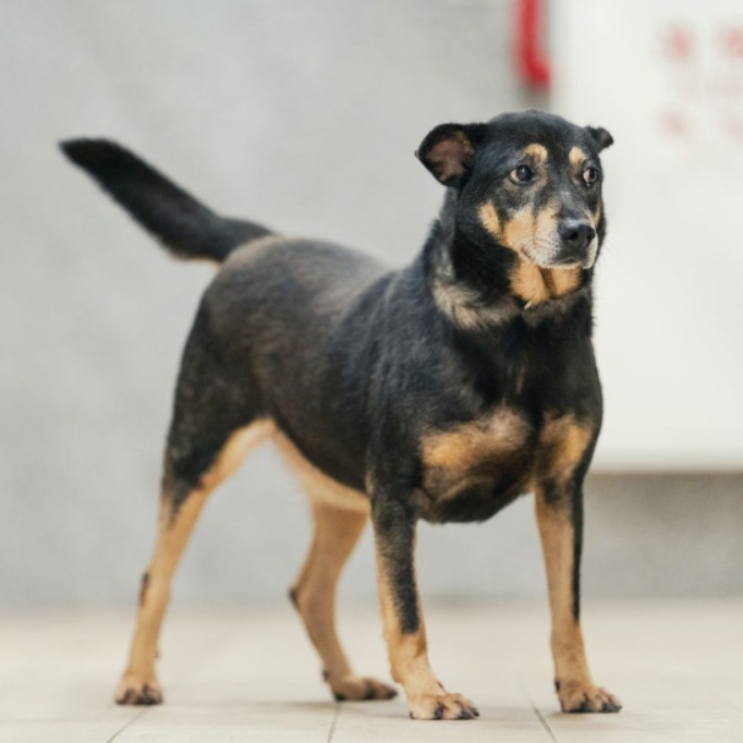 新北市已領養狗 混種犬