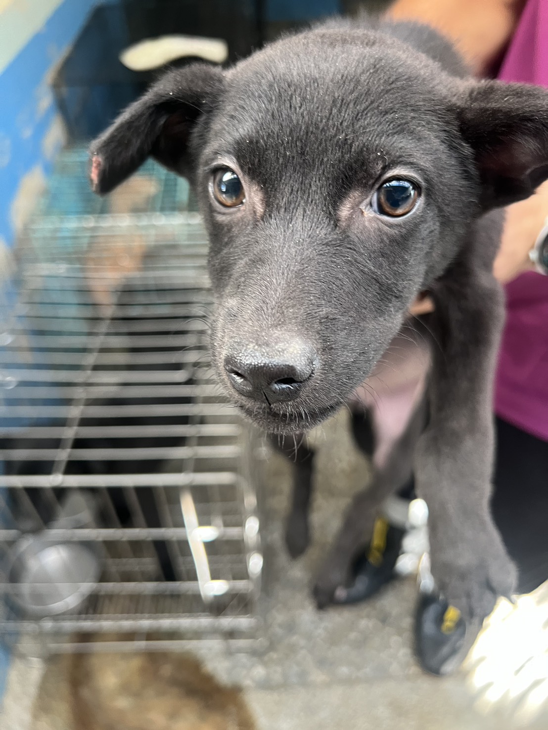 苗栗縣已領養狗 混種犬