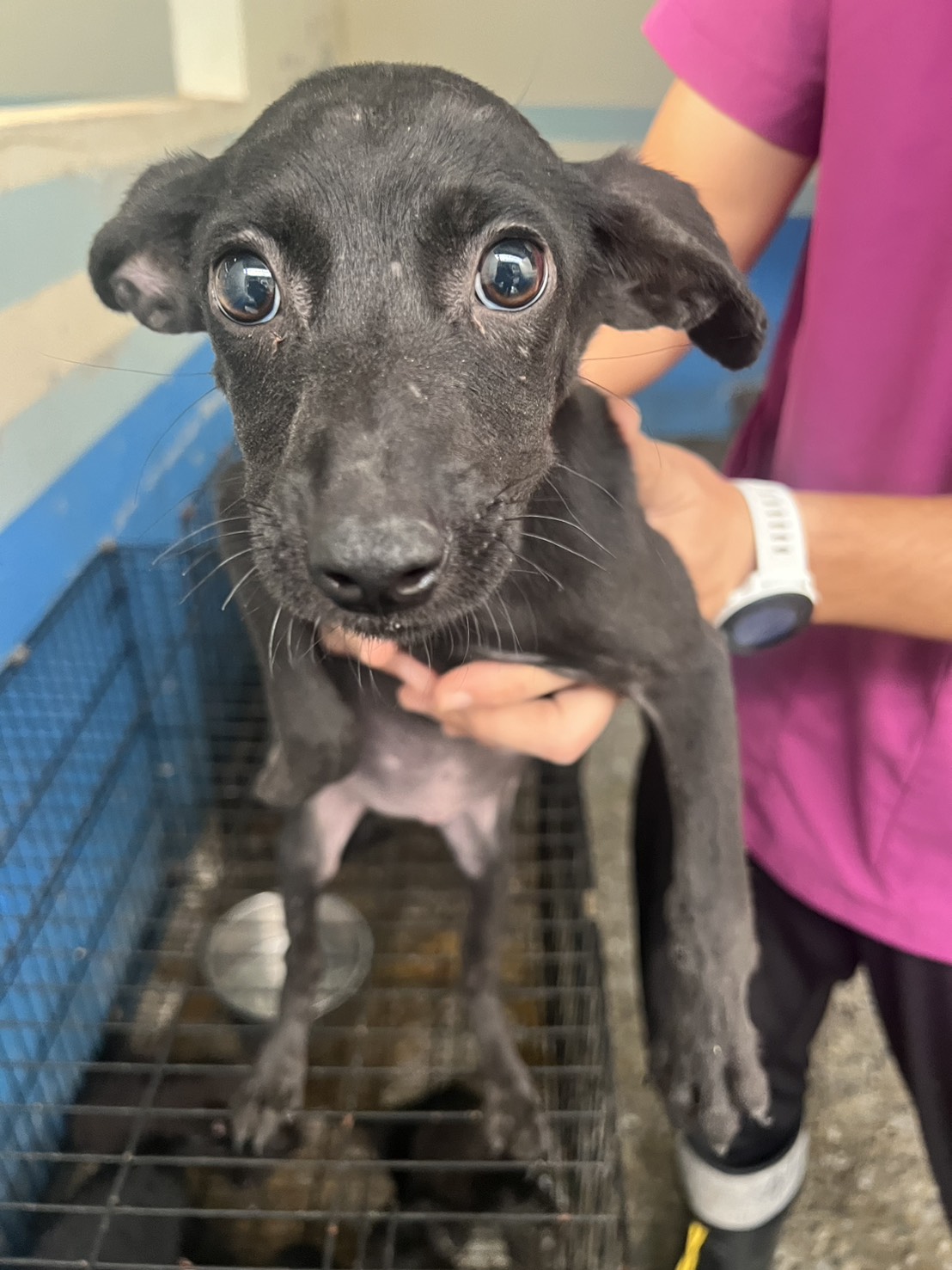 苗栗縣已領養狗 混種犬
