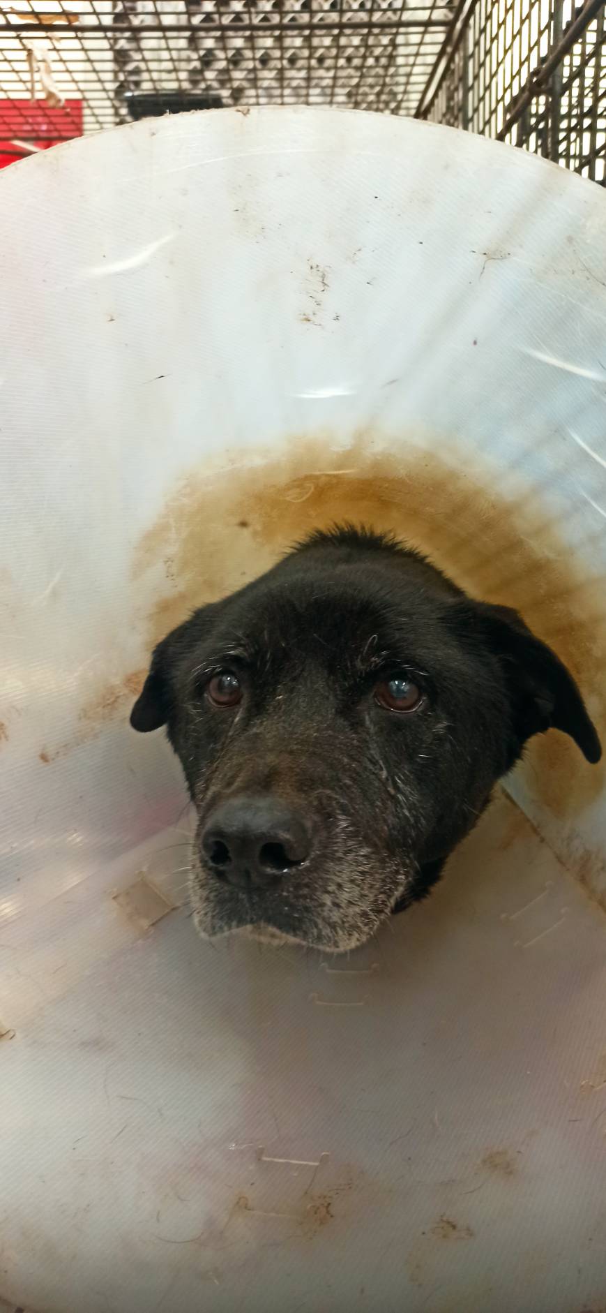 金門縣已領養狗 混種犬