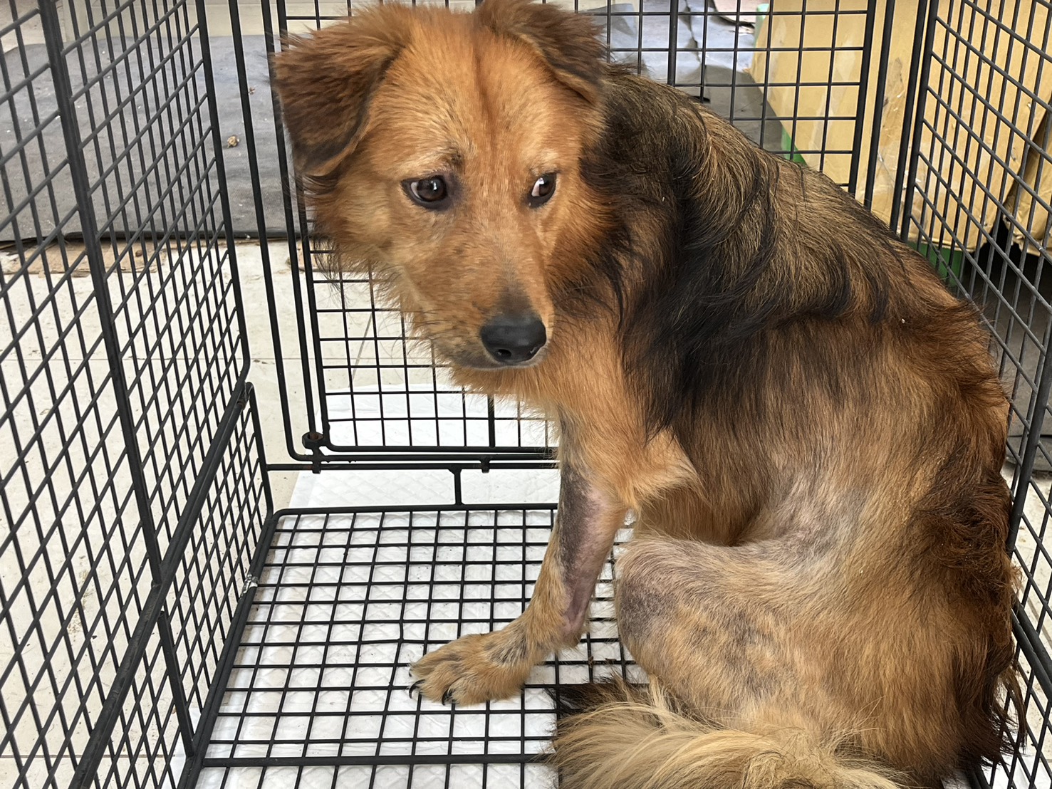 金門縣已領養狗 混種犬