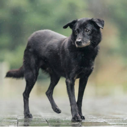 新北市待認養狗｜混種犬｜黑色｜公