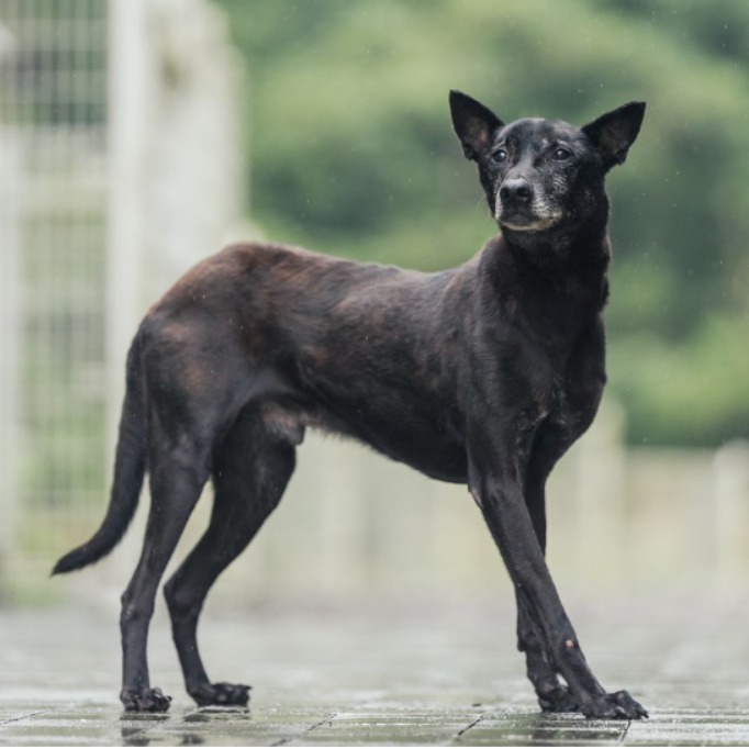 新北市已領養狗 混種犬