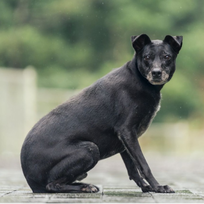 新北市已領養狗 混種犬