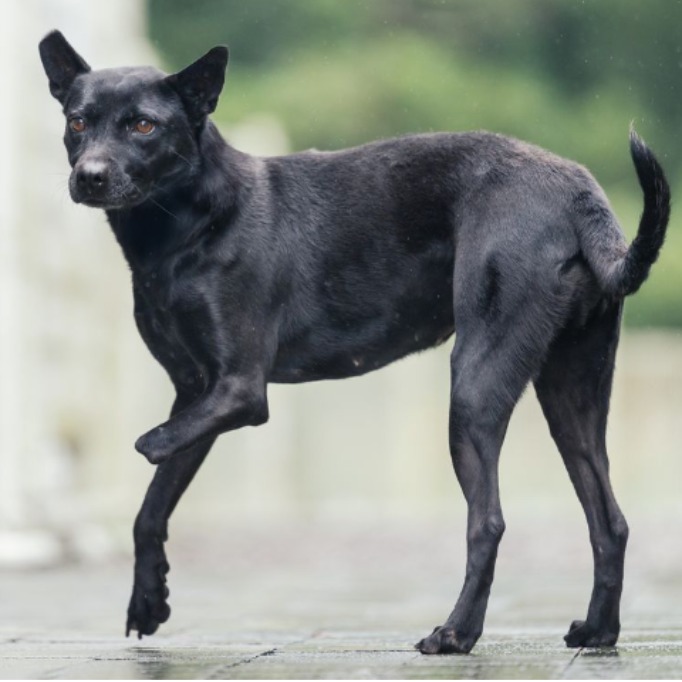 新北市已領養狗 混種犬