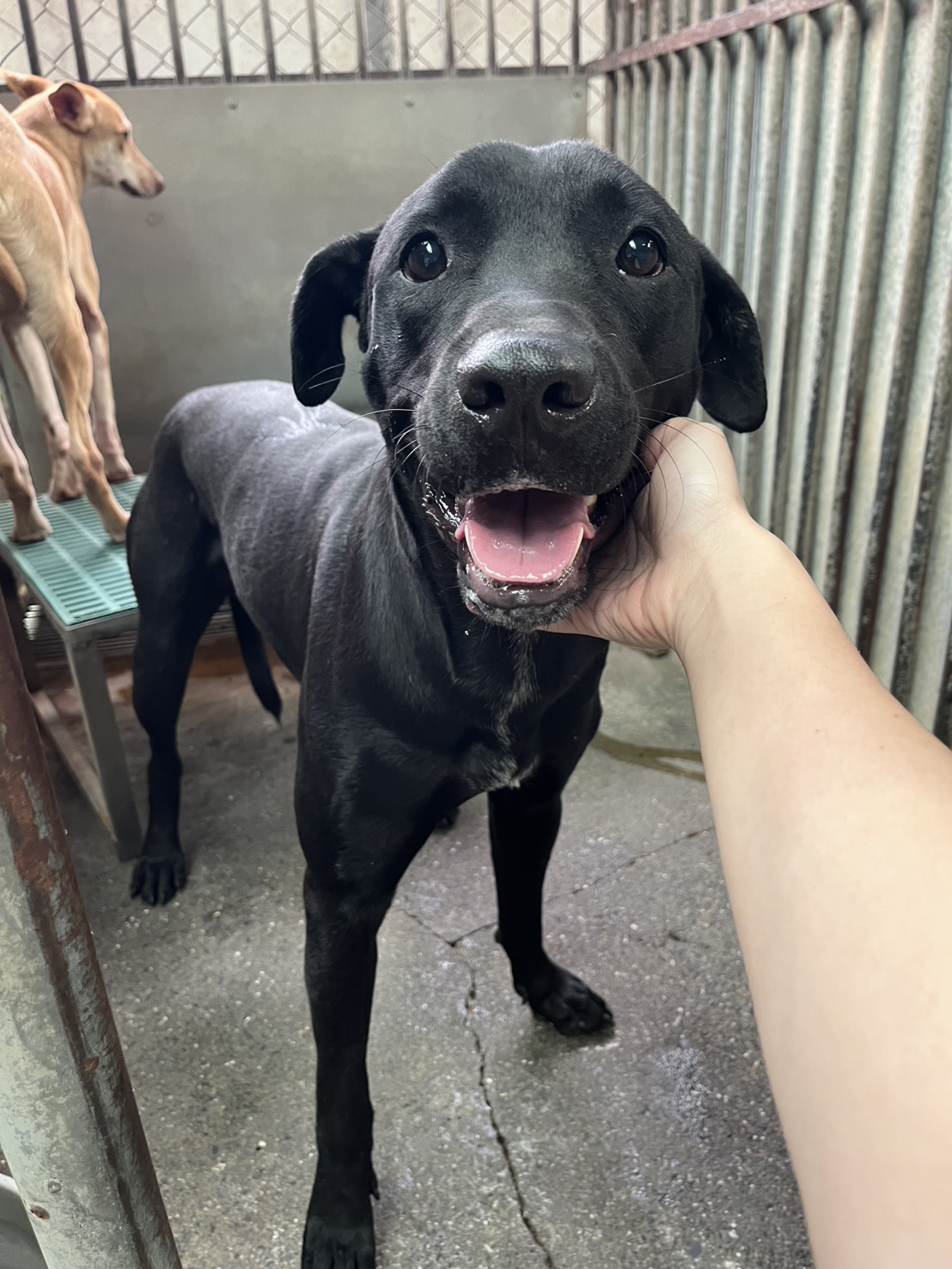 彰化縣已領養狗 混種犬