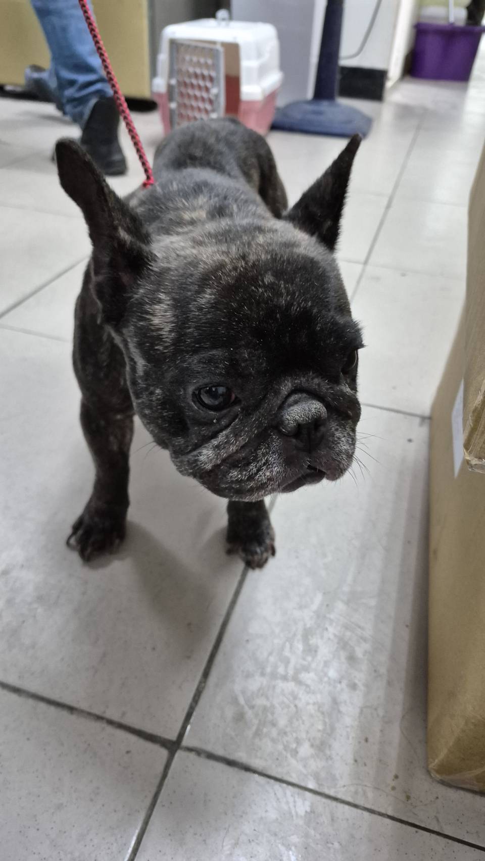 新北市已領養狗 鬥牛犬(英國)