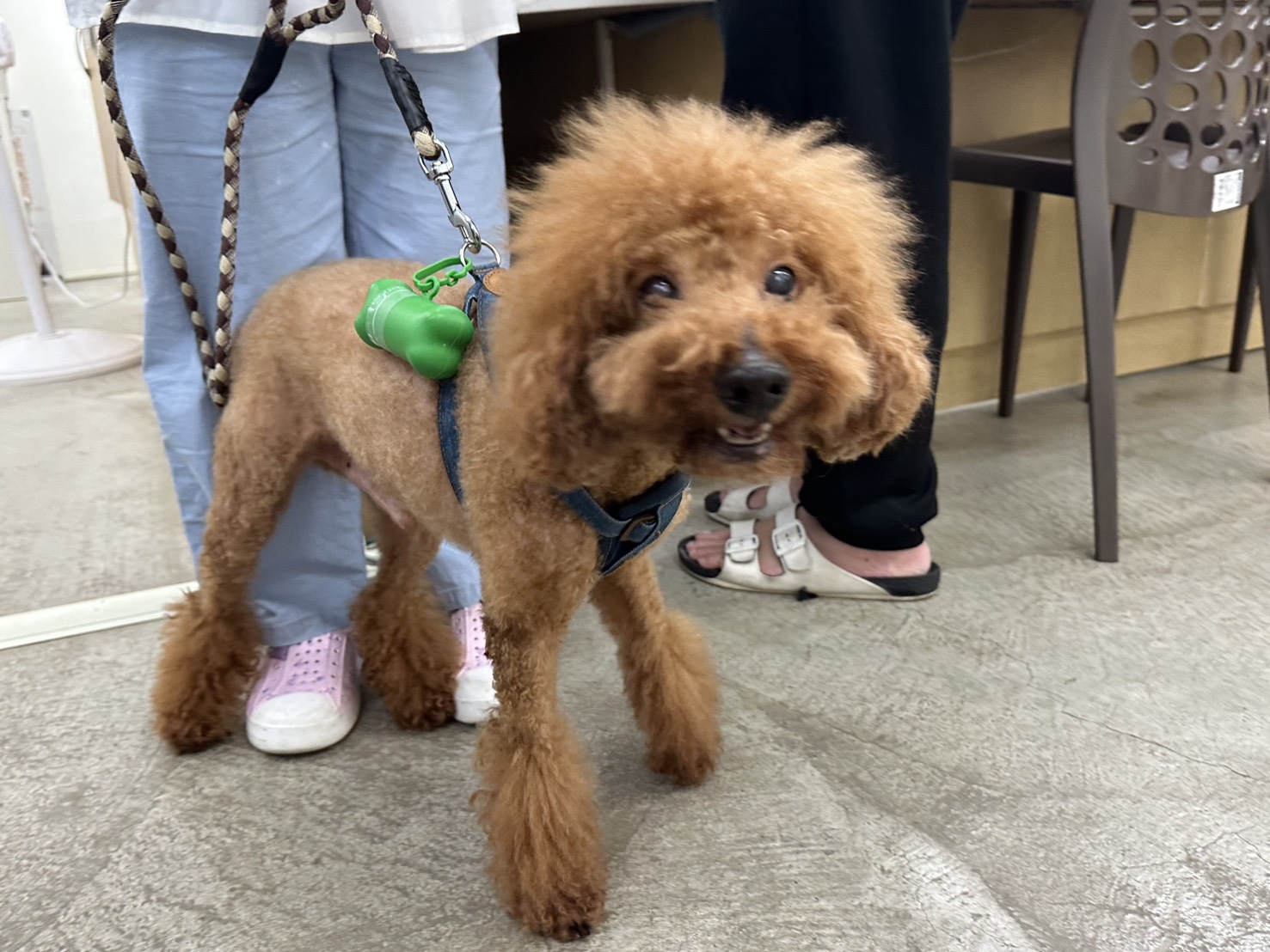 台北市已領養狗 貴賓犬