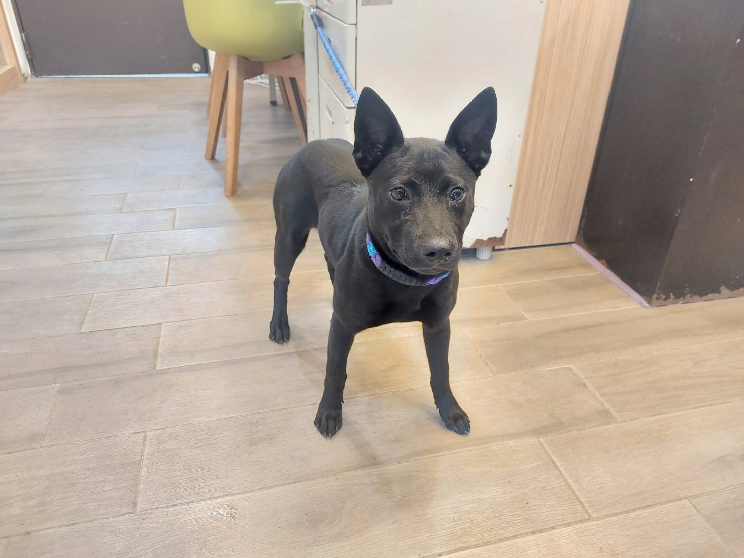 新北市已領養狗 混種犬