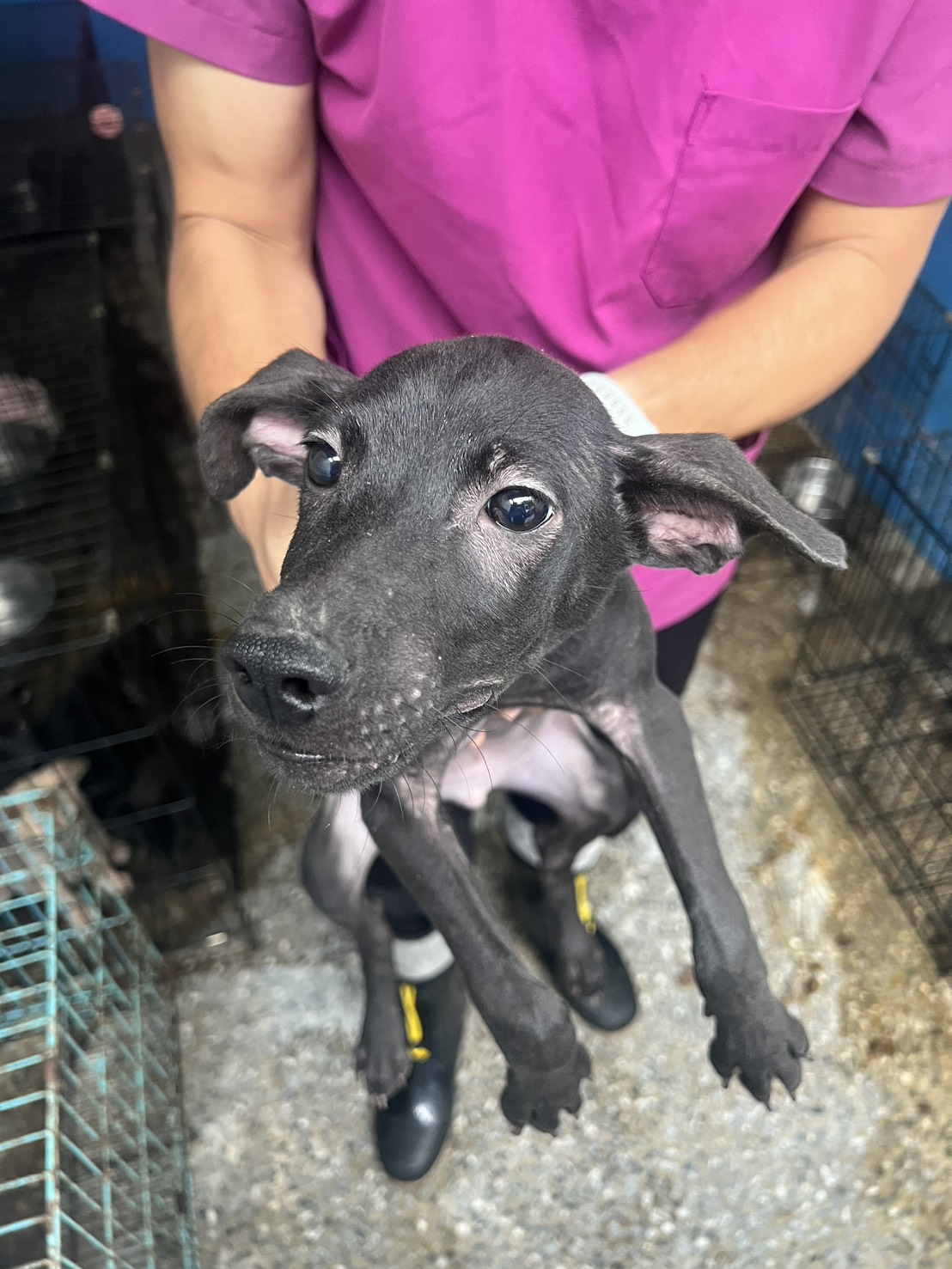 苗栗縣已領養狗 混種犬