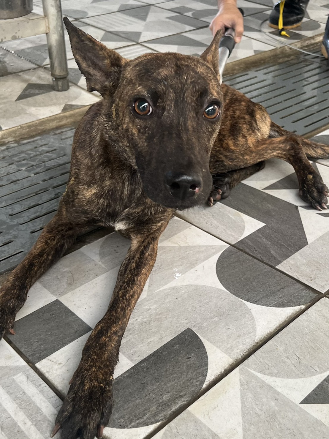 苗栗縣已領養狗 混種犬