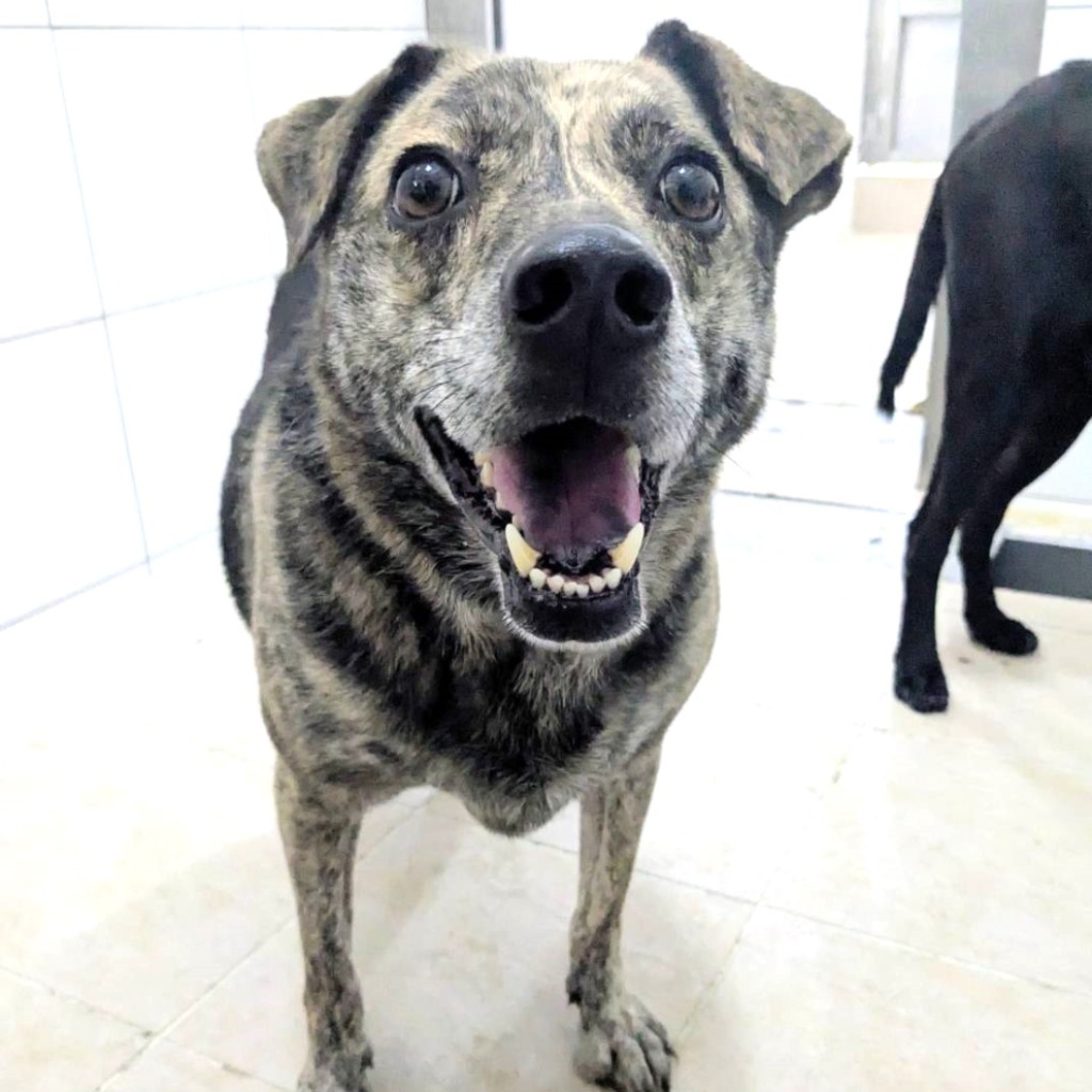 新竹縣已領養狗 混種犬