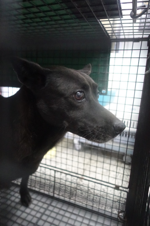 宜蘭縣已領養狗 混種犬