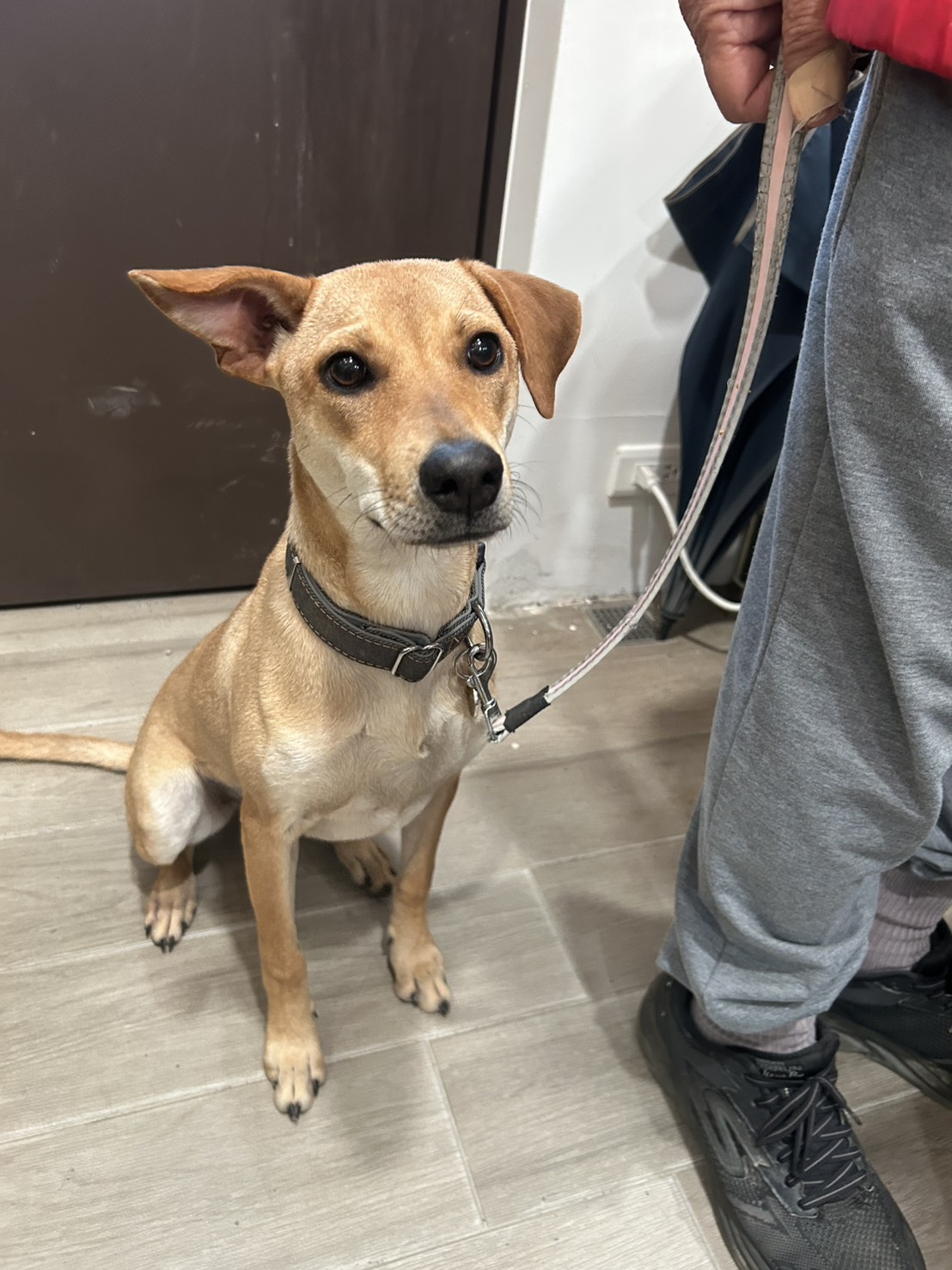 新北市已領養狗 混種犬