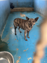苗栗縣已領養狗 混種犬