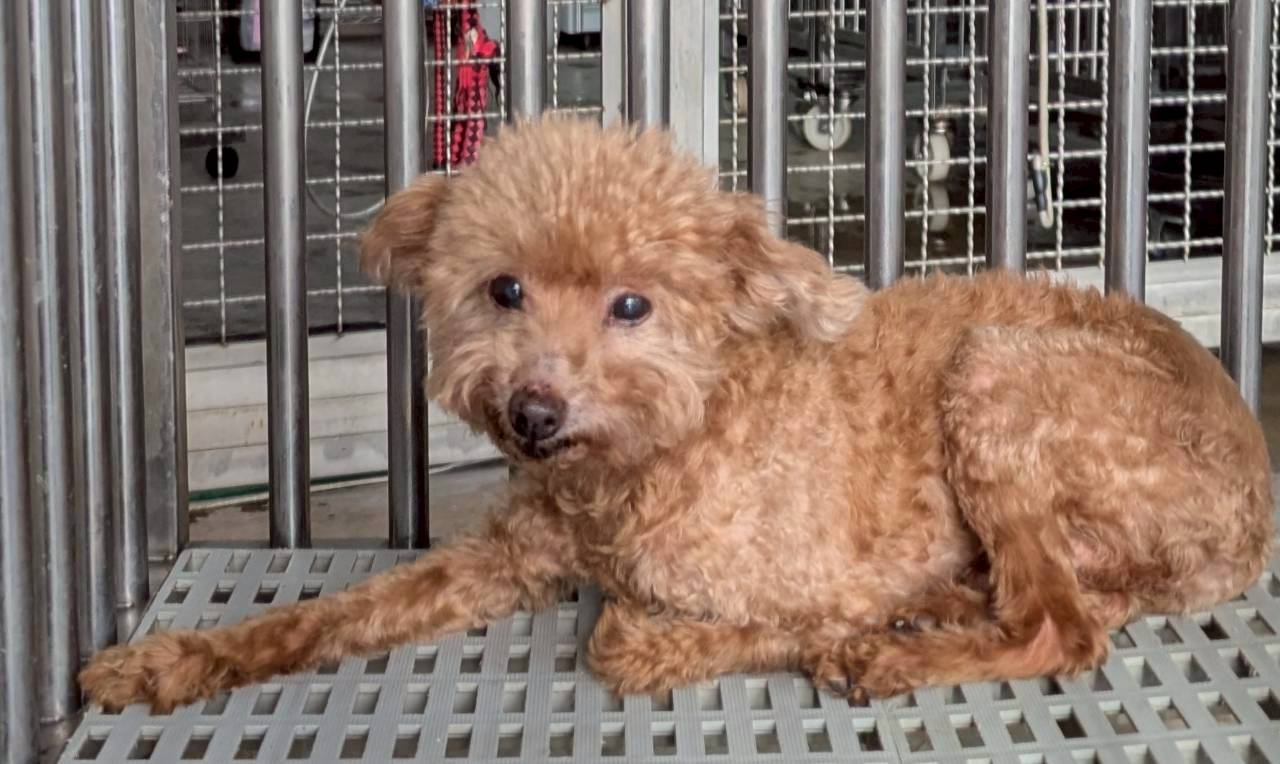 花蓮縣待認養狗 貴賓犬