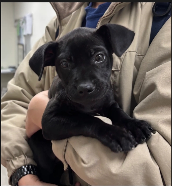 新北市已領養狗 混種犬