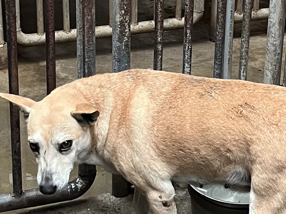 彰化縣已領養狗 混種犬