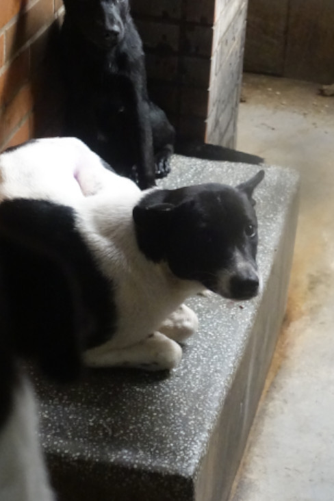 宜蘭縣已領養狗 混種犬