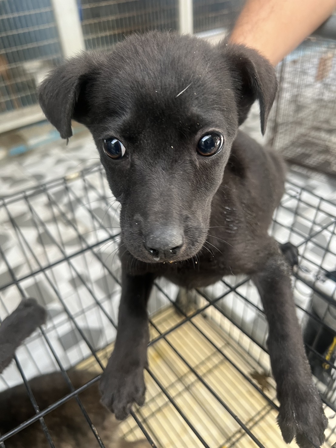 苗栗縣已領養狗 混種犬