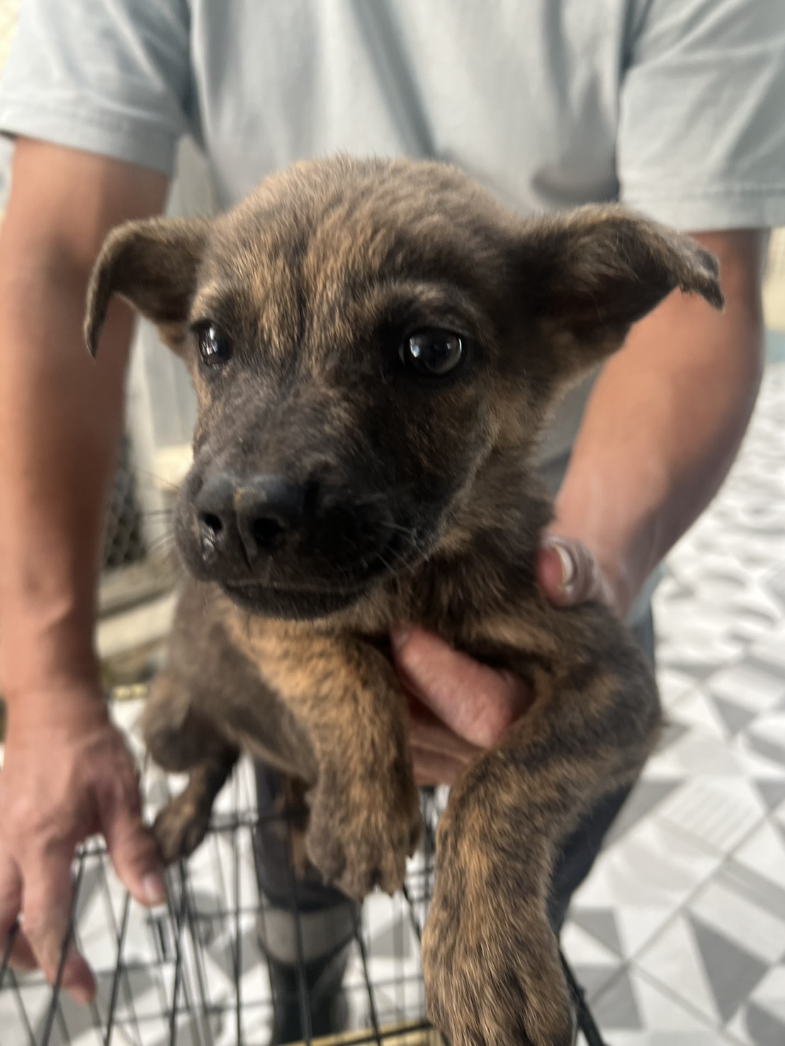 苗栗縣已領養狗 混種犬