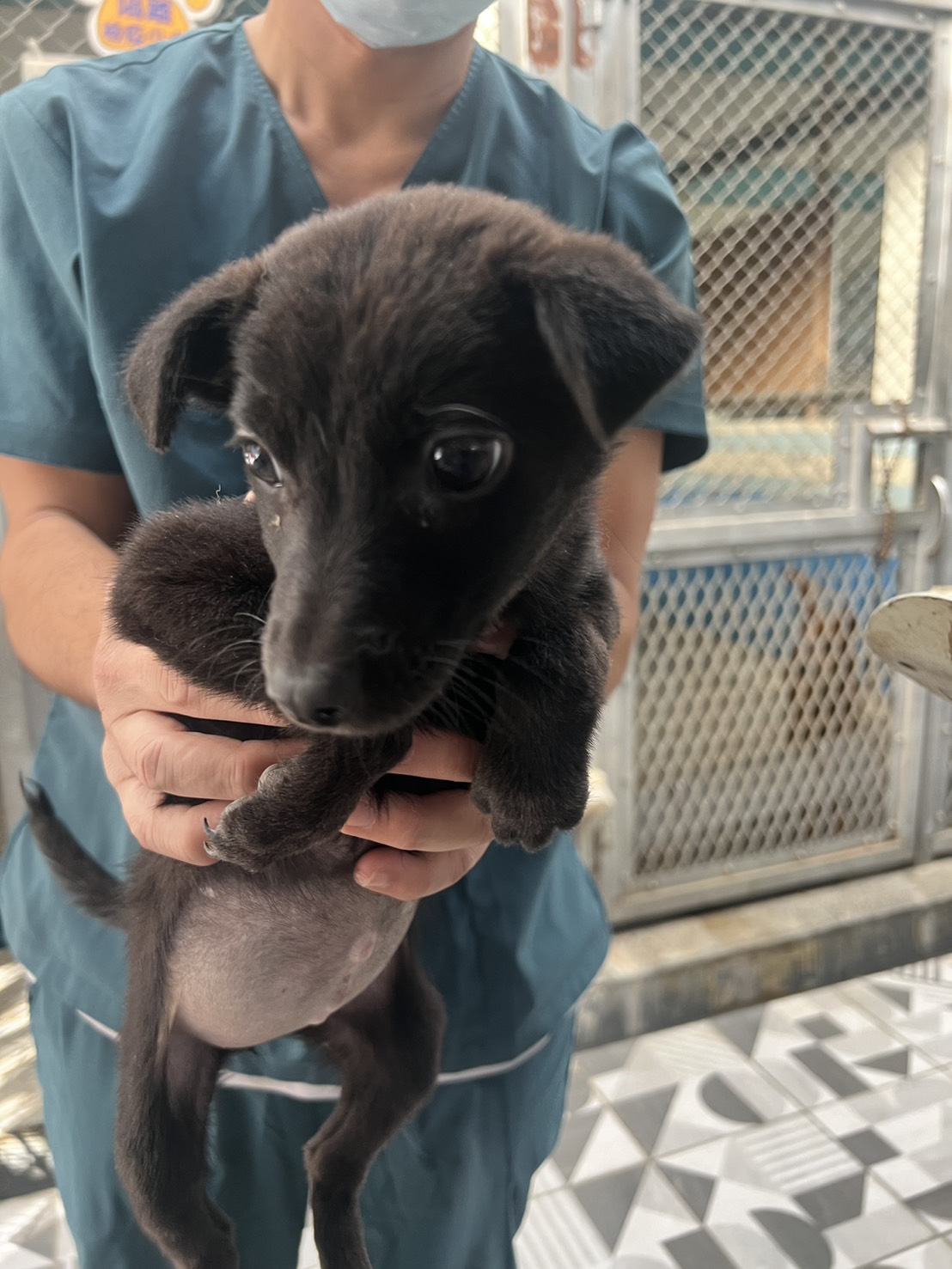 苗栗縣已領養狗 混種犬
