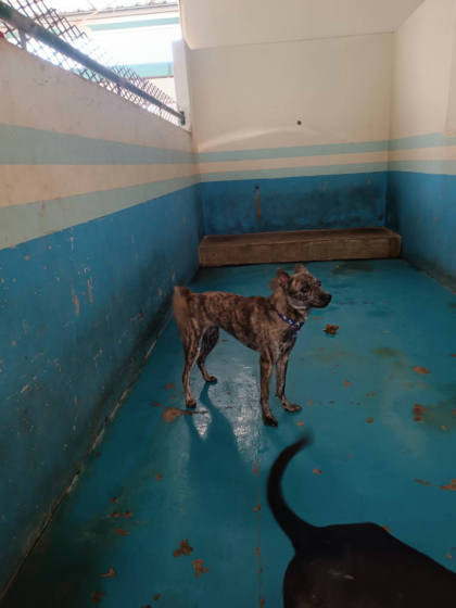 苗栗縣待認養狗｜混種犬｜虎斑色｜母