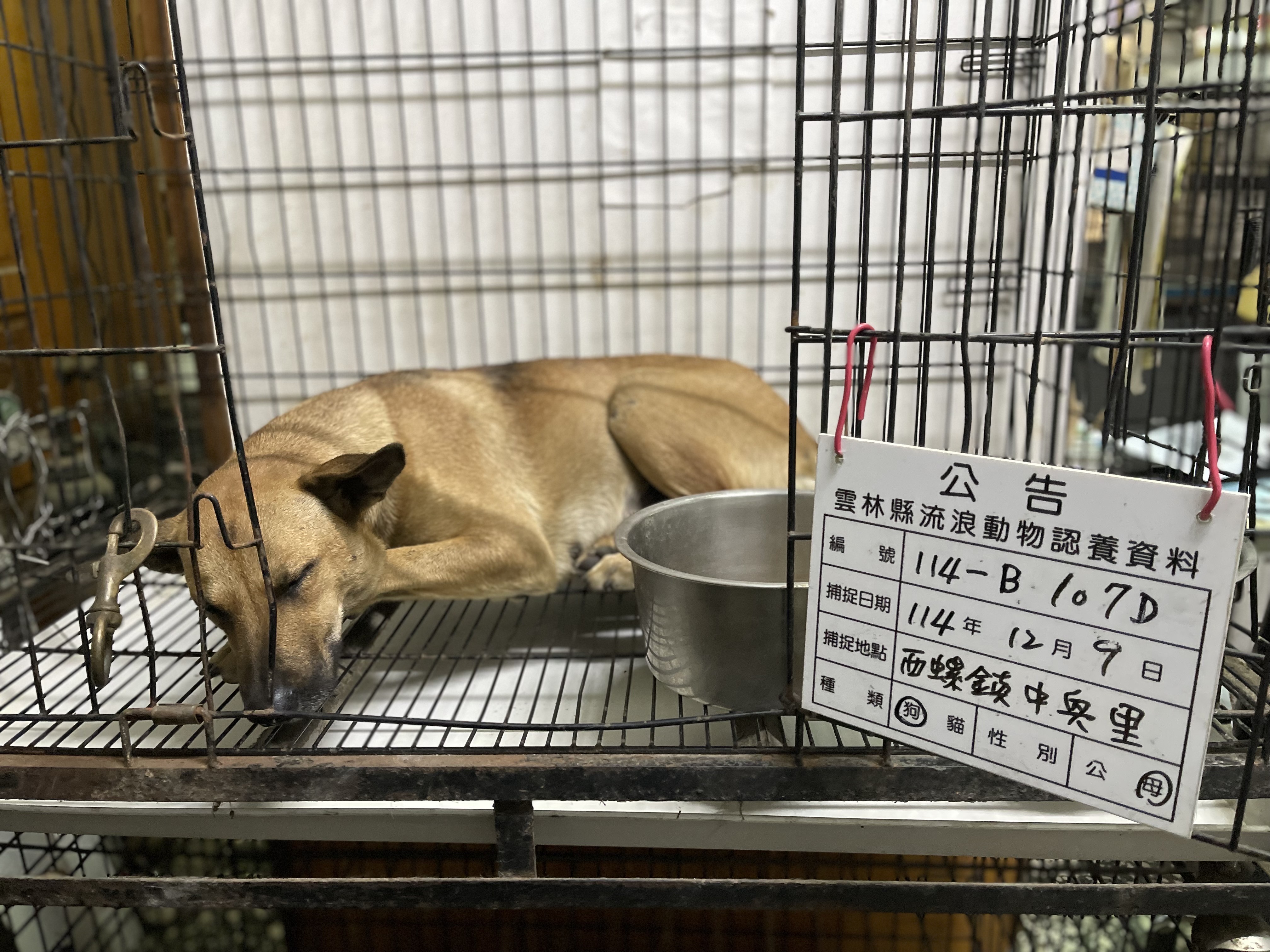 雲林縣已領養狗 混種犬