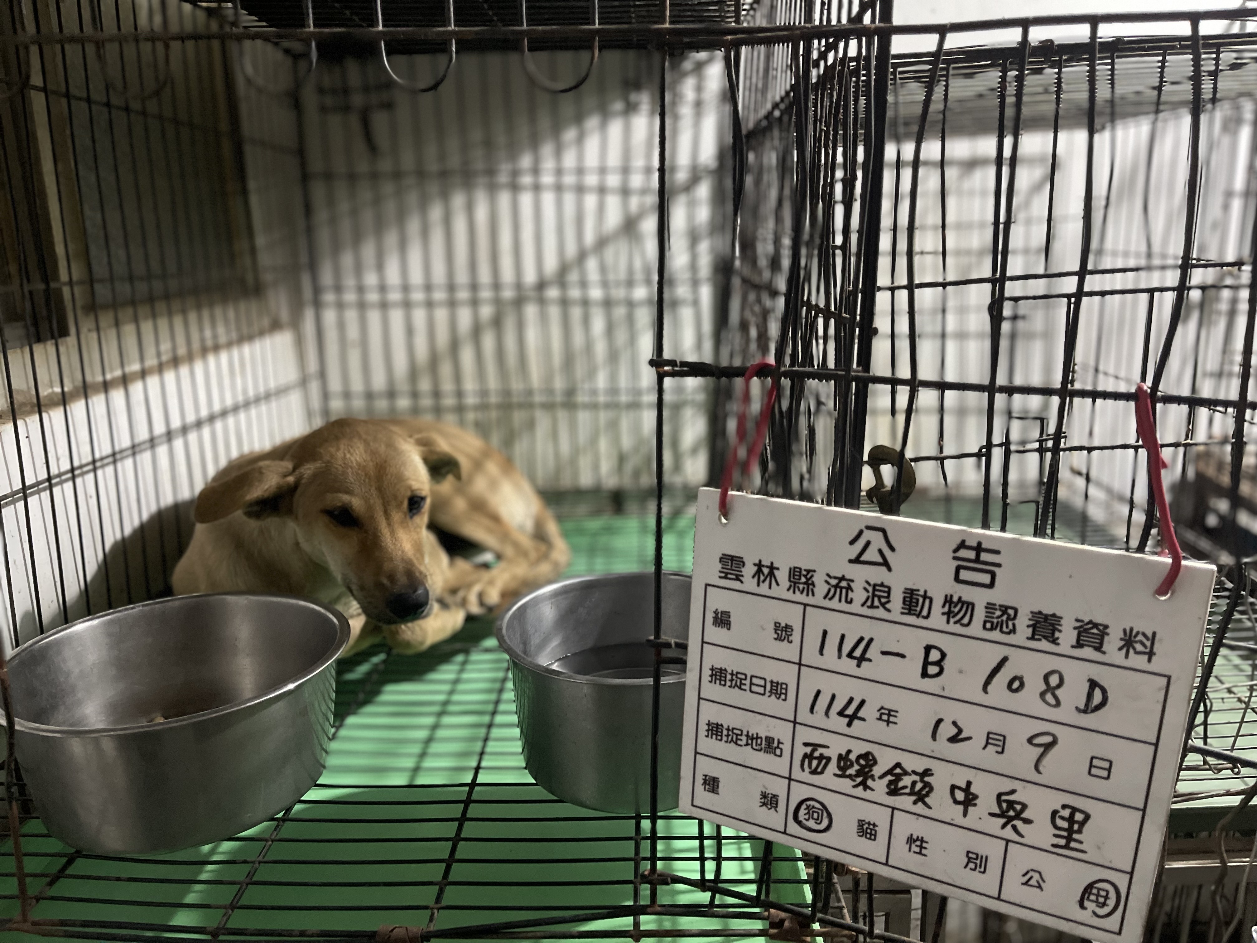 雲林縣已領養狗 混種犬