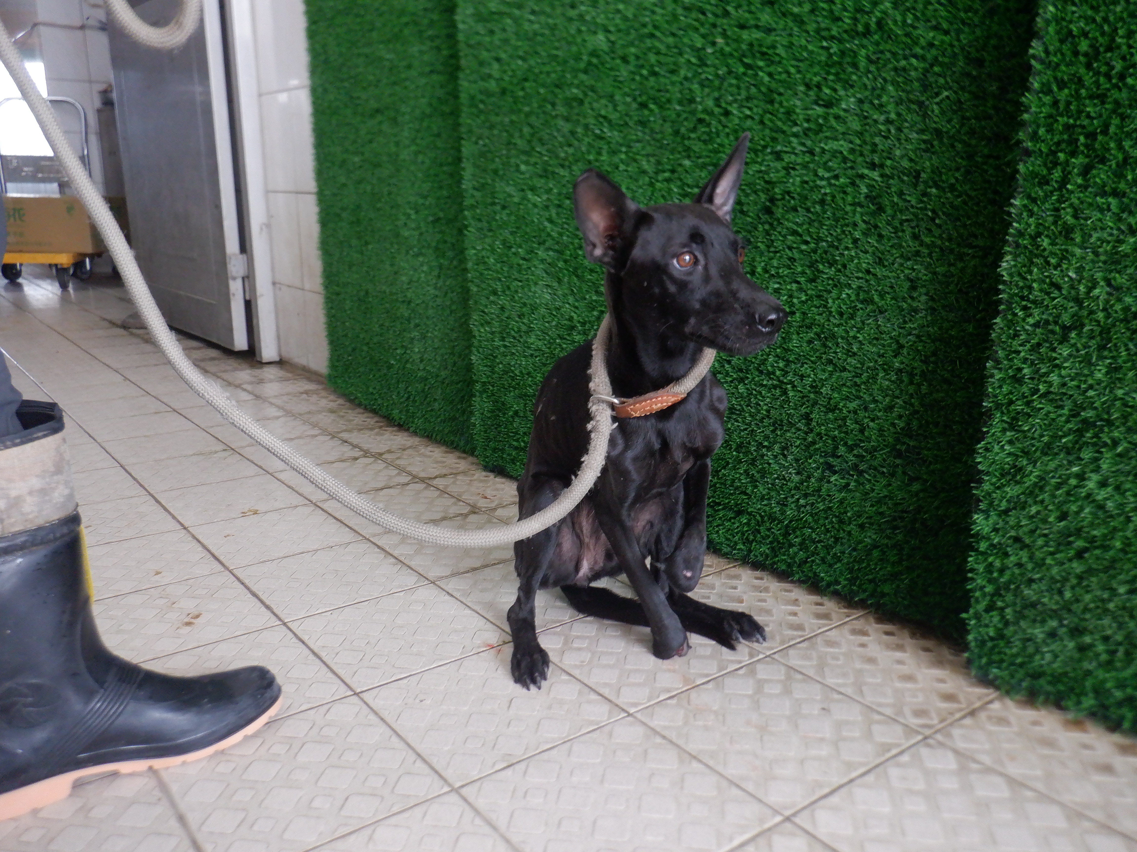 南投縣已領養狗 混種犬