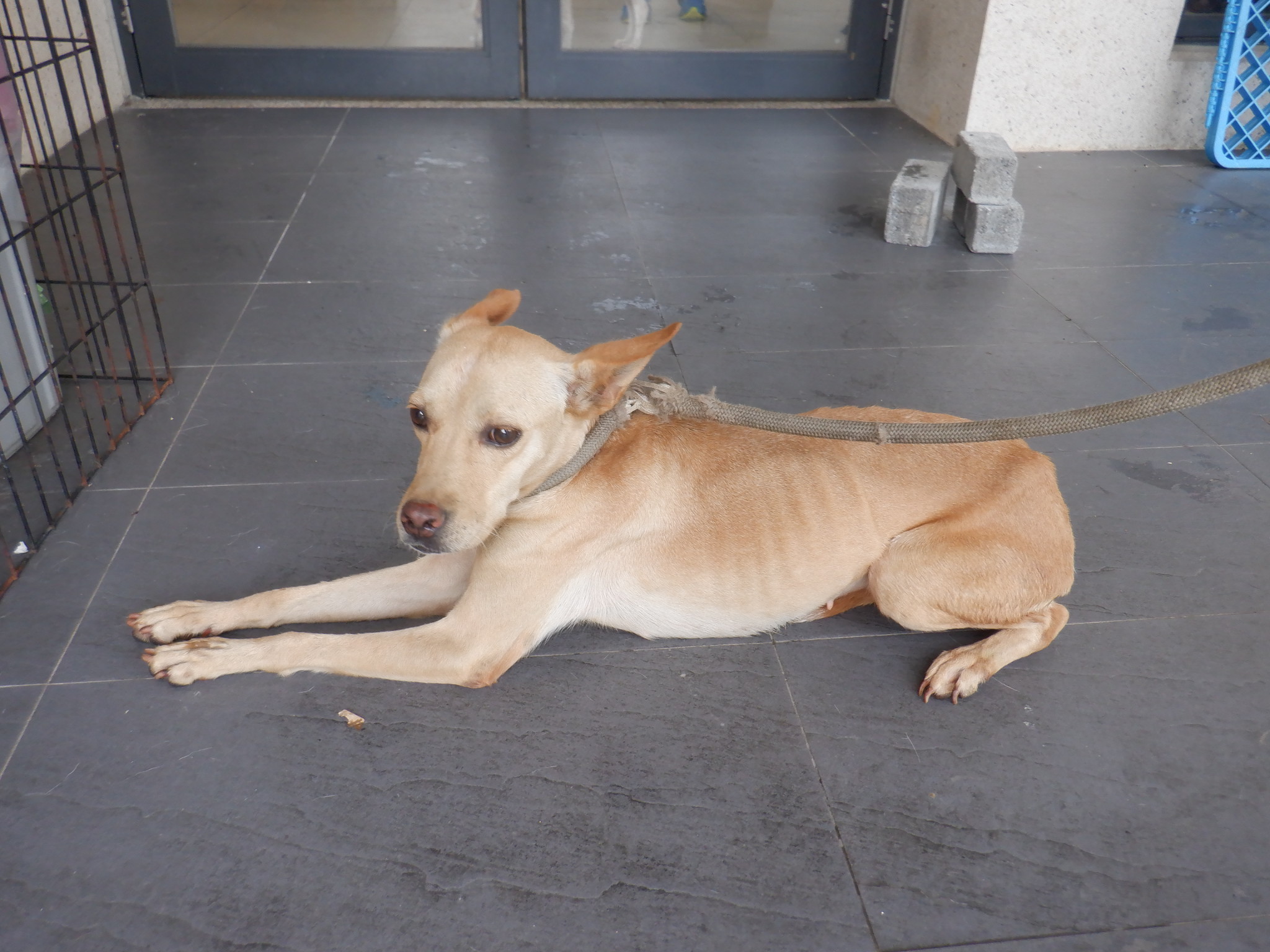 南投縣已領養狗 混種犬