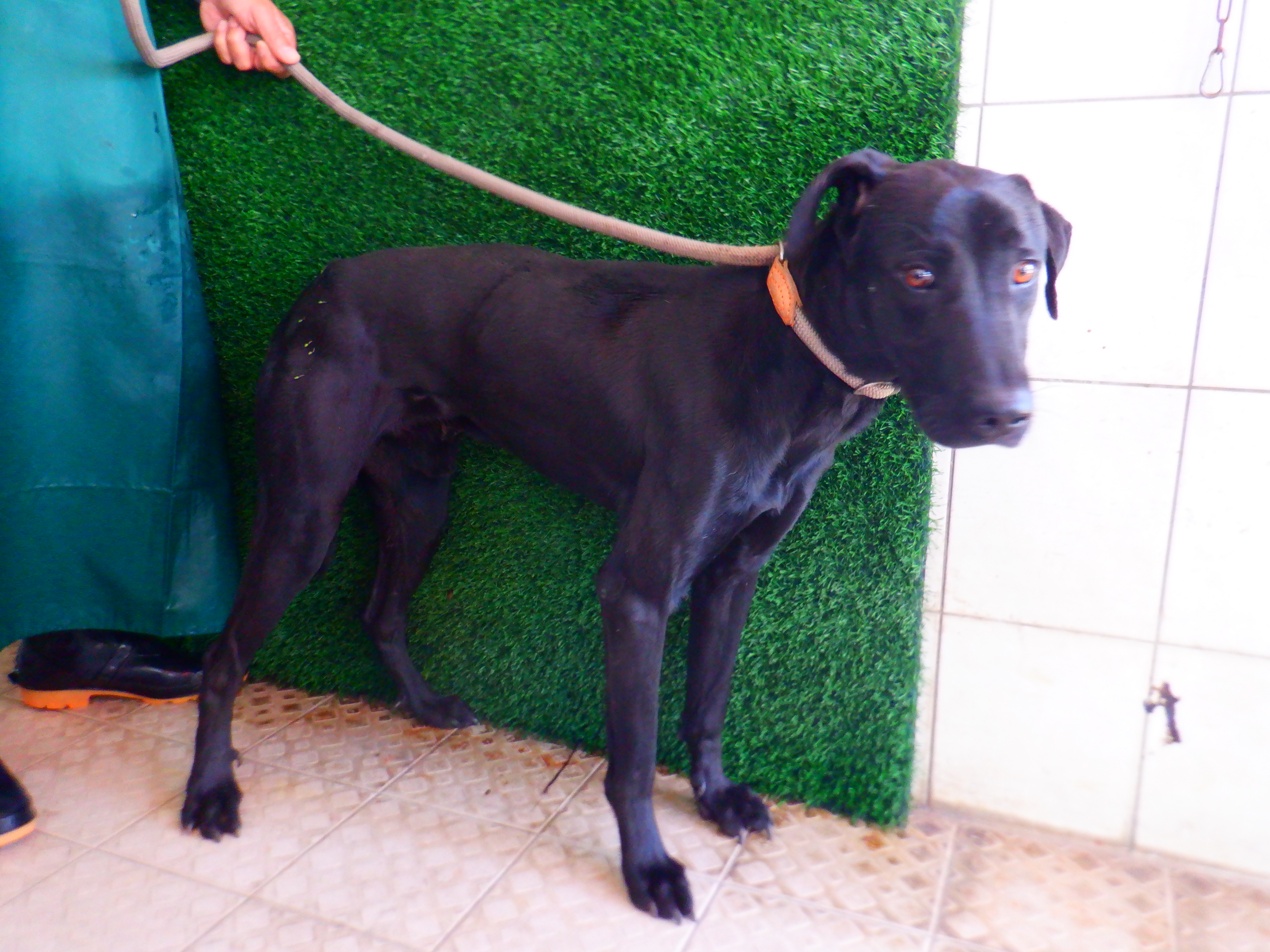 南投縣已領養狗 混種犬