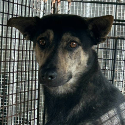 澎湖縣待認養狗｜混種犬