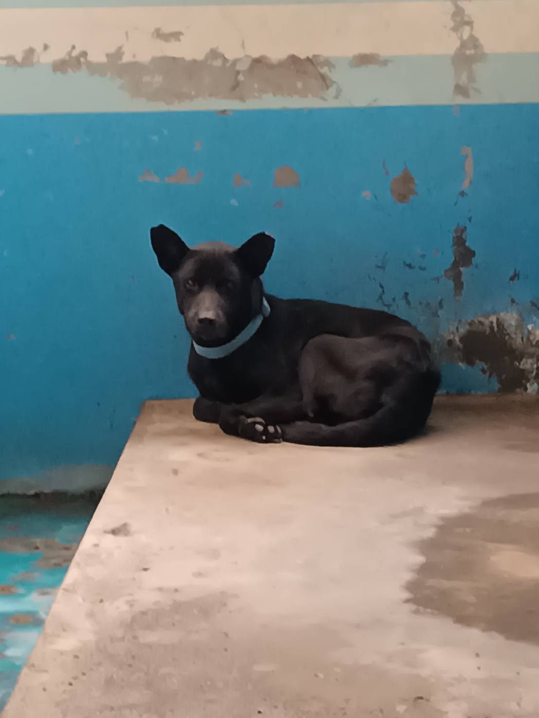 苗栗縣已領養狗 混種犬