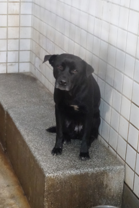 宜蘭縣已領養狗 混種犬