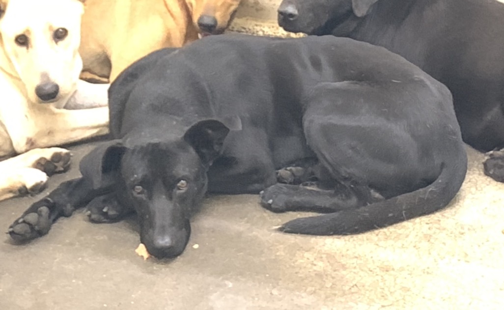 台北市待認養狗 混種犬