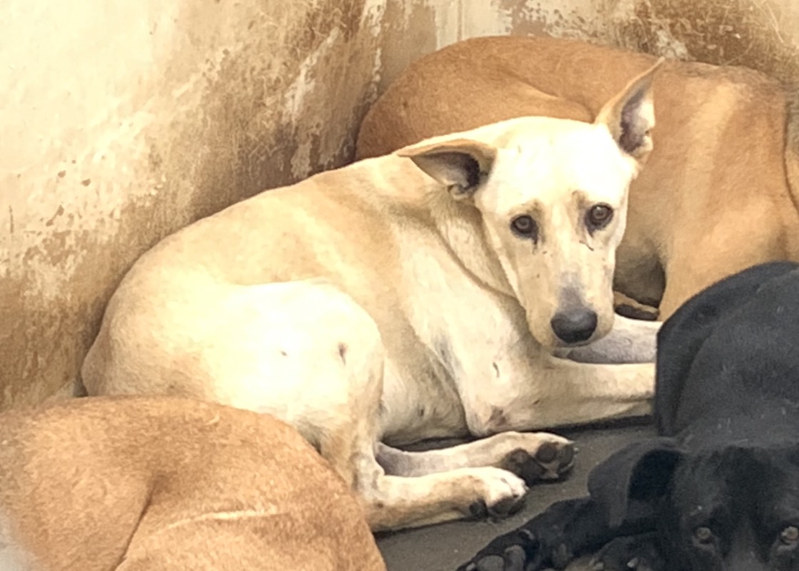 台北市待認養狗 混種犬