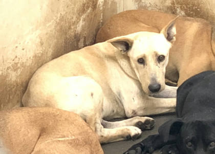 台北市待認養狗｜混種犬｜黃色｜公