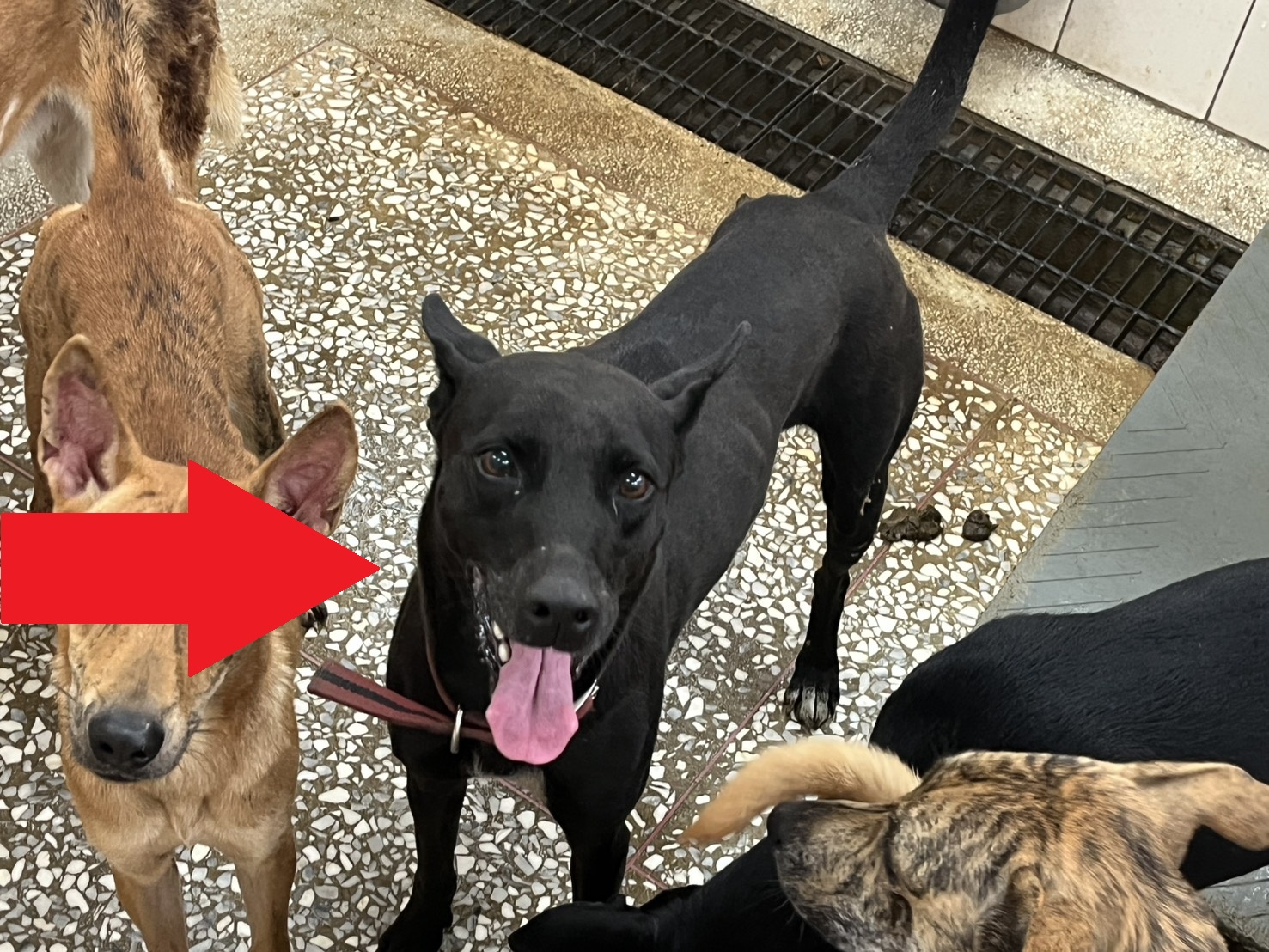高雄市待認養狗 混種犬